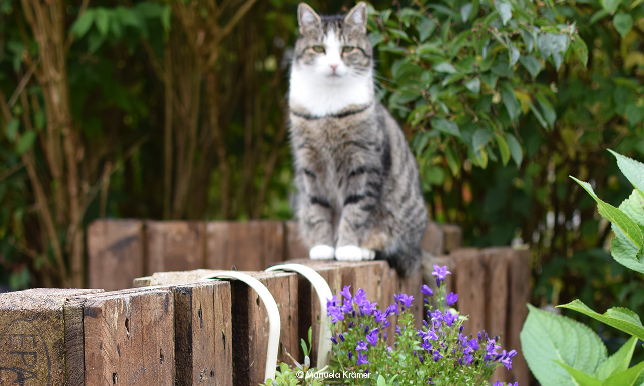 Getigerte Katze auf Holzzaun symbolisiert Aufbau des Blogartikels