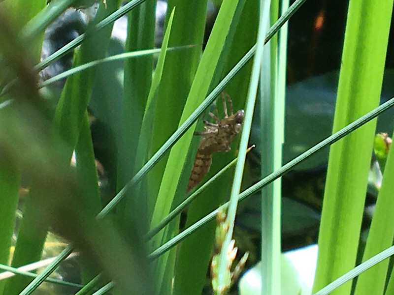Imago von einer Libelle