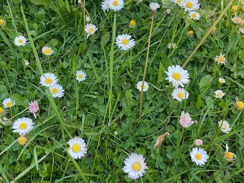 Lieblingsblumen