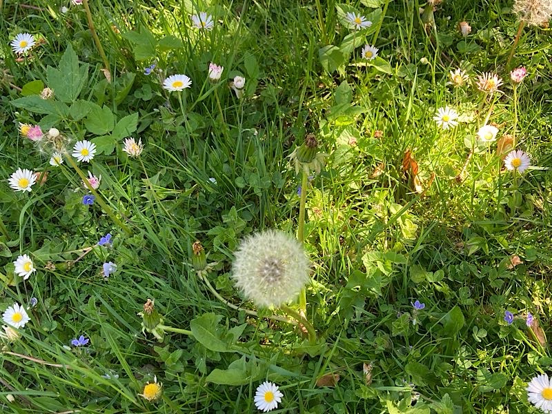 Blumenwiese mit Pusteblume