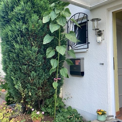 Sonnenblume