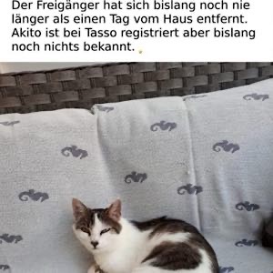 Katze gesehen?