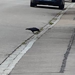 schlauer Vogel!